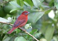 Hepatic Tanager - Piranga flava