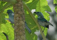 Blue-gray Tanager - Thraupis episcopus