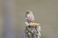 Patagonian Yellow-Finch - Sicalis lebruni