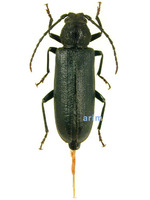 검은넓적하늘소 - Megasemum quadricostulatum