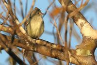 Yellow-bellied  elaenia   -   Elaenia  flavogaster   -