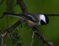 Blackcapped Chickadee