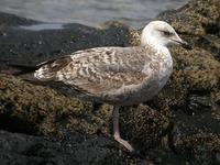 Yellow-legged Gull, El Golfo, Lanzarote, March 2006.