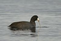 American Coot