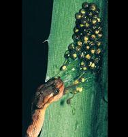 Tree Frog eggs are tuned to vibrations - larvae escapes right of snake - thanks Karen  