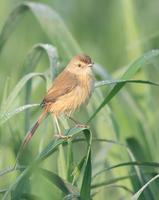 Plain Prinia, Prinia inornata