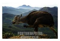 Wild Nilgiri Tahr , Eravikullam National Park , Kerala , India stock photo