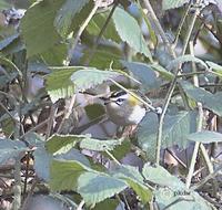 The Priorslee Lake Firecrest photographed by Paul King