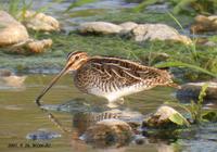 Common Snipe Gallinago gallinago 꺅도요