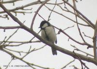 Great Tit Parus major 박새