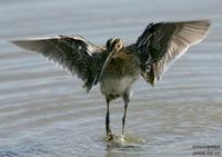 큰꺅도요(Gallinago hardwickii) (Latham's Snipe)