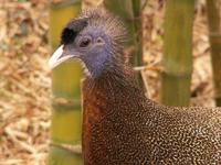Malay Great Argus