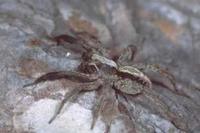 Alopecosa barbipes