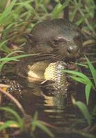 Riesenotter [Pteronura brasiliensis]