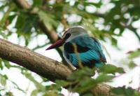 Woodland kingfisher