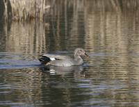 Gadwall (Anas strepera), male