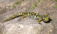 : Aneides aeneus juvenile; Green Salamander