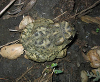 : Bufo californicus; Arroyo Toad