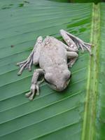 : Litoria thesaurensis; Treasury Island Treefrog