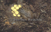 : Phrynopus wettsteini