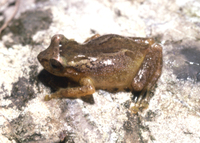 : Pristimantis bromeliaceus