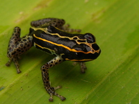 : Ranitomeya biolat; Bamboo Poison Frog