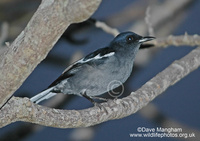 : Copsychus saularis; Magpie Robin