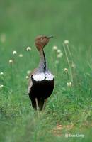 : Eupodotis gindiana; Crested Bustard