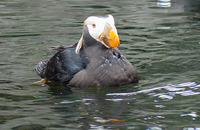 : Fratercula cirrhata; Tufted Puffin