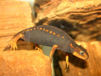 : Tylototriton verrucosus; Himalayan Newt