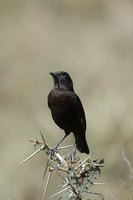 : Myrmecocichla aethiops; Northern Anteater