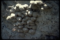 : Petrochelidon pyrrhonota; Cliff Swallow