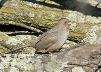 : Pipilo crissalis; California Towhee