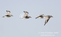 : Pluvialis squatarola; Black-bellied Plover