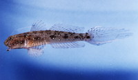 : Ctenogobius smaragdus; Emerald Goby
