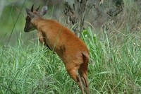 : Caphalophus natalensis; Natal Red Duiker