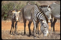 : Equus grevyi; Grevy's Zebra