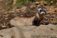 : Mustela nigripes; Black-footed Ferret