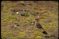 : Turdus falcklandii; Austral Thrush