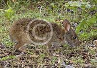 : Sylvilagus palustris; Marsh Rabbit