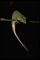 : Calumma gastrotaenia; Chameleon