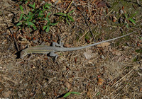 : Cnemidophorus sexlineatus; Six-lined Racerunner