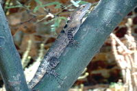 : Ctenosaura hemilopha; Western Spiny-tailed Iguana