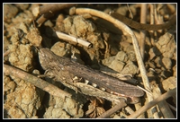 : Chorthippus biguttulus
