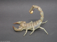 : Androctonus amoreuxi