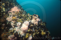 : Mytilus californianus; California Mussel;