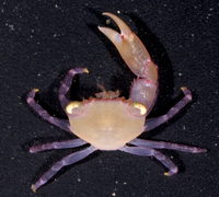 : Trapezia serenei