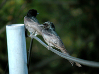 검은바람까마귀 Dicrurus macrocercus | black drongo