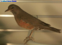 붉은배지빠귀 Turdus obscurus