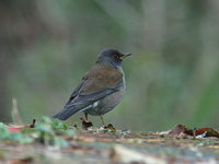 Turdus pallidus Pale Thrush シロハラ